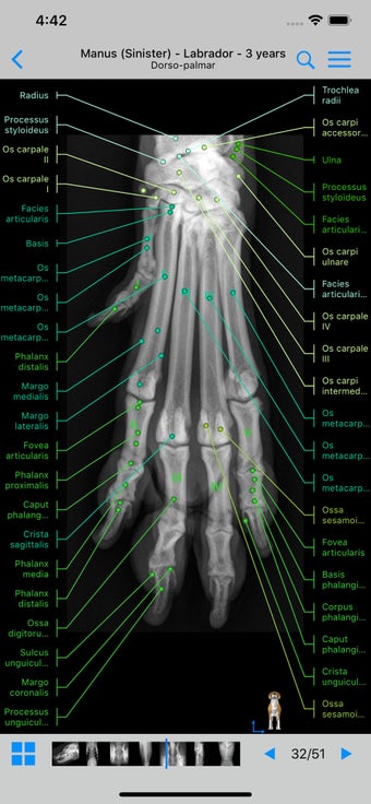 Image 3 for vet-Anatomy