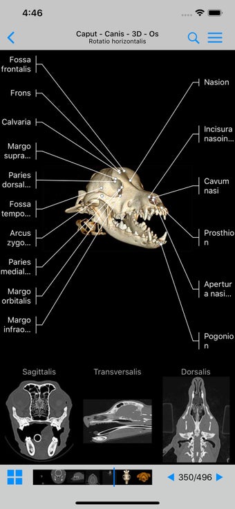 Image 0 for vet-Anatomy