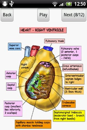 Imagen 1 para Anatomy Heart Lecture