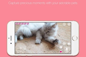 Image 0 for Pawbo