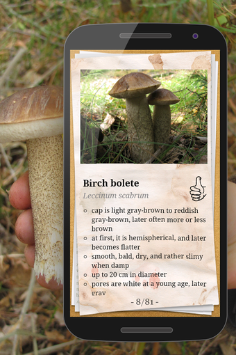 Image 1 for The Mushroom Book