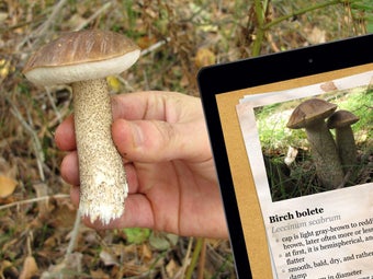 Image 4 for The Mushroom Book