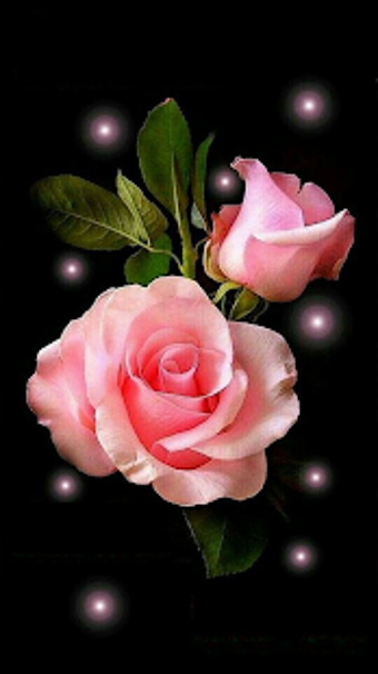 Imagen 2 para Roses and Flowers