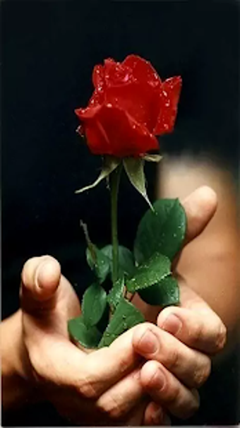 Imagen 0 para Roses and Flowers