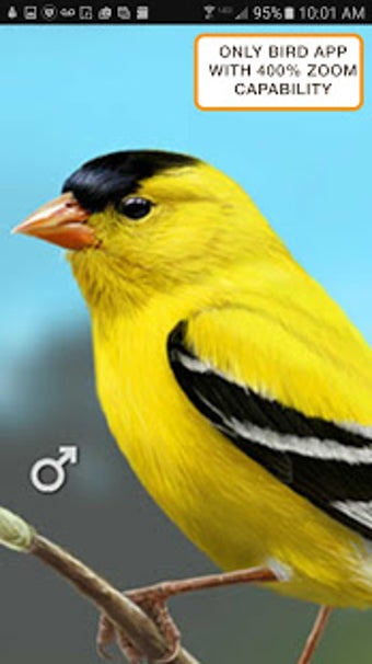 Imagen 3 para iBird Yard Plus Guide to …