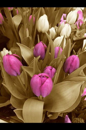 Imagen 0 para Shaded - Photo Color Modi…