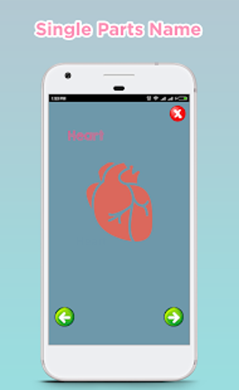 Image 3 for Human Body Parts Name