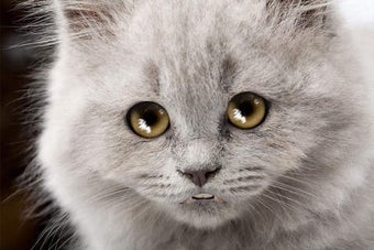 Imagen 0 para Talking Sad Cat