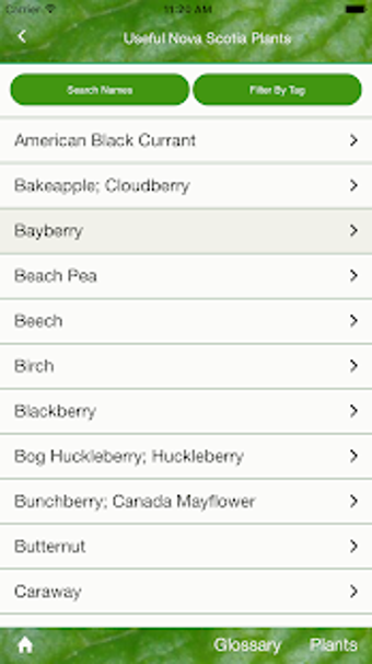 Image 1 for Useful Nova Scotia Plants
