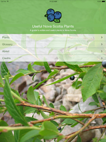 Image 3 for Useful Nova Scotia Plants