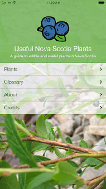 Image 1 for Useful Nova Scotia Plants