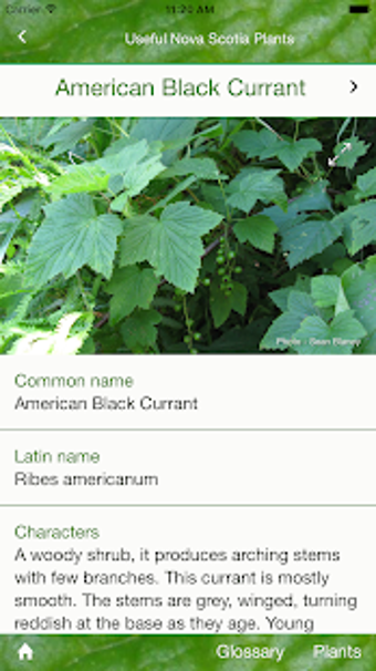 Image 0 for Useful Nova Scotia Plants