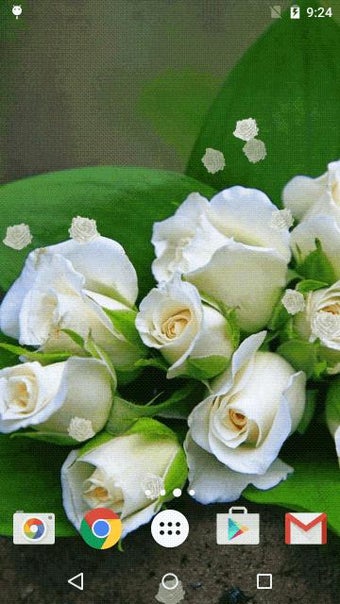 Imagen 1 para White Rose Live Wallpaper…