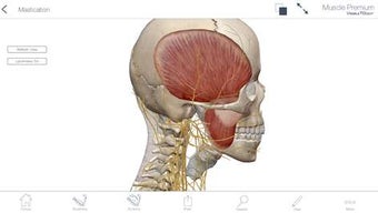 Imagen 3 para Muscle Premium: 3D Visual…