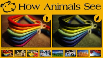 Image 0 for How Animals See for Windo…