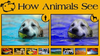 Image 1 for How Animals See for Windo…