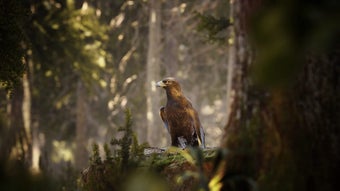 Imagen 0 para Photography Simulator