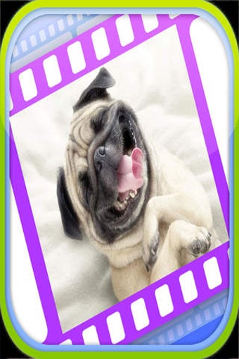 Imagen 0 para Funny Dog Videos - Funnie…