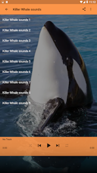 Image 0 for Killer Whale sounds
