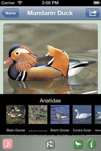 Image 0 for Japanese Birds