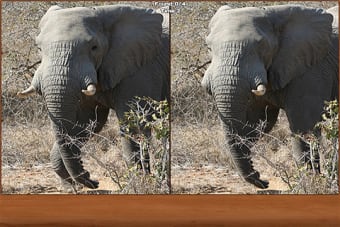 Image 0 for Safari Spot the Differenc…