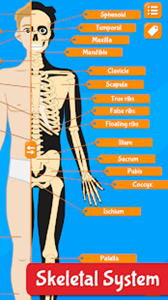 Image 3 for Anatomix - Human Anatomy