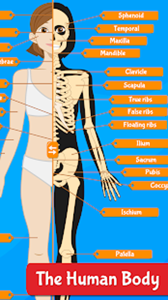Image 1 for Anatomix - Human Anatomy