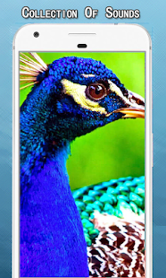 Imagen 0 para Peacock Sounds Ringtone