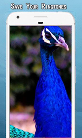 Imagen 3 para Peacock Sounds Ringtone