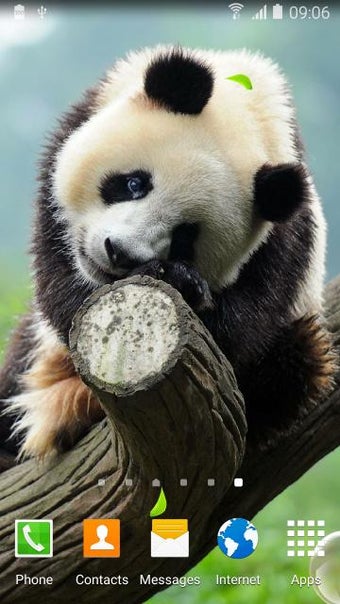 Image 2 for Cute Panda Live Wallpaper