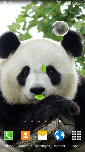 Imagen 3 para Cute Panda Live Wallpaper