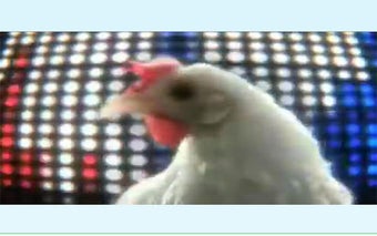 Image 1 for Chicken Song! - new 2019