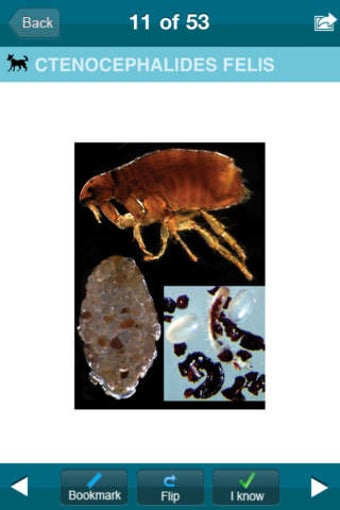 Image 0 for Parasitology Flash Cards