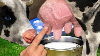 Image 1 for Cow milking