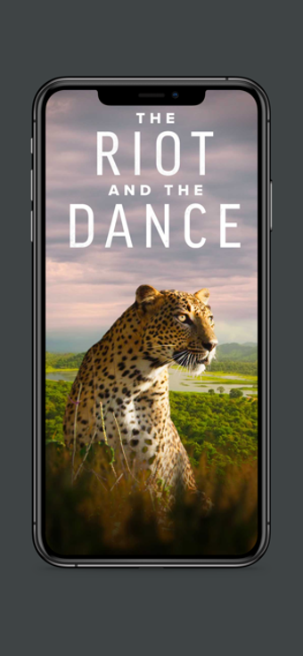 Image 2 for The Riot and The Dance
