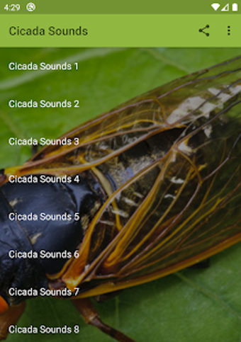 Image 0 for Cicada Sounds