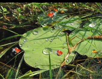 Image 0 for Lotus Pond Animated Wallp…