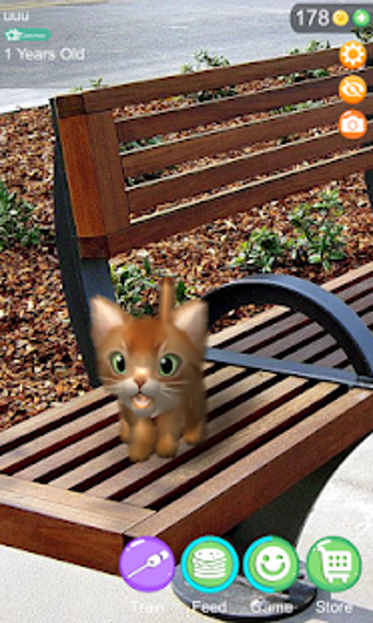 Image 2 for AR Cat