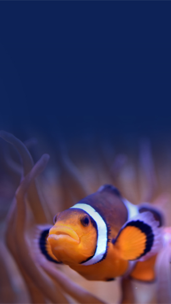Imagen 2 para Mystic Aquarium App