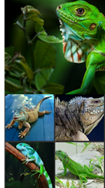 Image 1 for Iguana Wallpaper - Gudelp…
