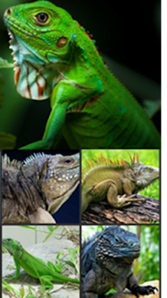 Image 2 for Iguana Wallpaper - Gudelp…