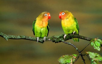 Image 3 for Parrot HD Wallpapers