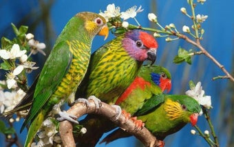 Image 1 for Parrot HD Wallpapers