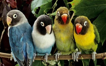 Imagen 3 para Parrot HD Wallpapers
