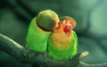 Image 2 for Parrot HD Wallpapers