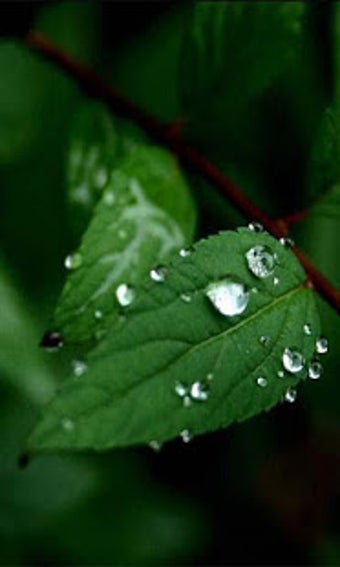 Imagen 0 para Nature Free HD Live Wallp…