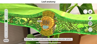 Image 2 for Plantale