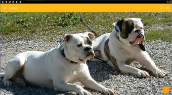 Image 0 for American Bulldog Wallpape…
