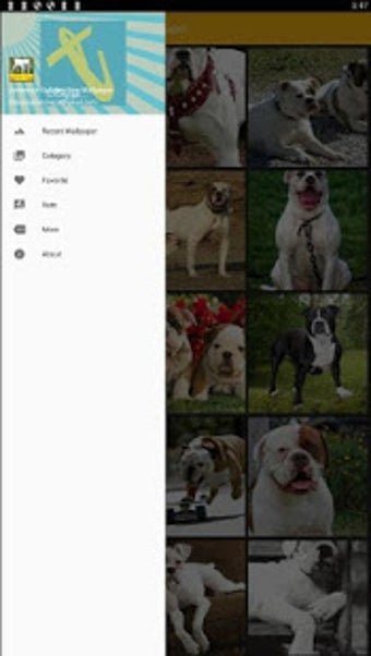 Image 3 for American Bulldog Wallpape…
