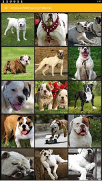 Image 1 for American Bulldog Wallpape…